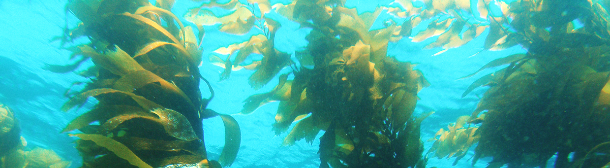 Alga laminaria kelp