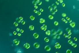 alga clorella